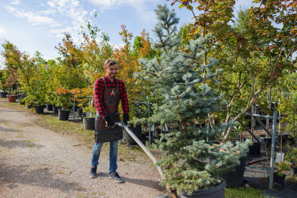 The Steps Involved in Our Tree Care Process in Southlake, TX